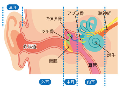 耳の作り断面図