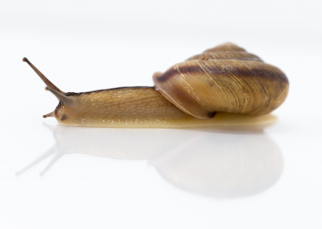 蝸牛